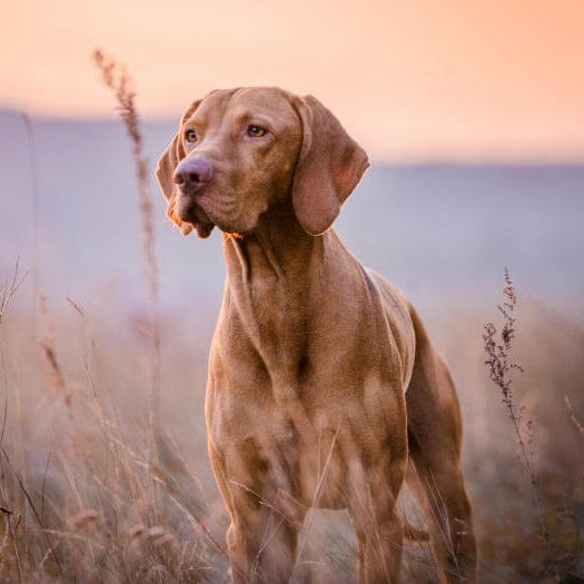 Brown Vizsla standing at field